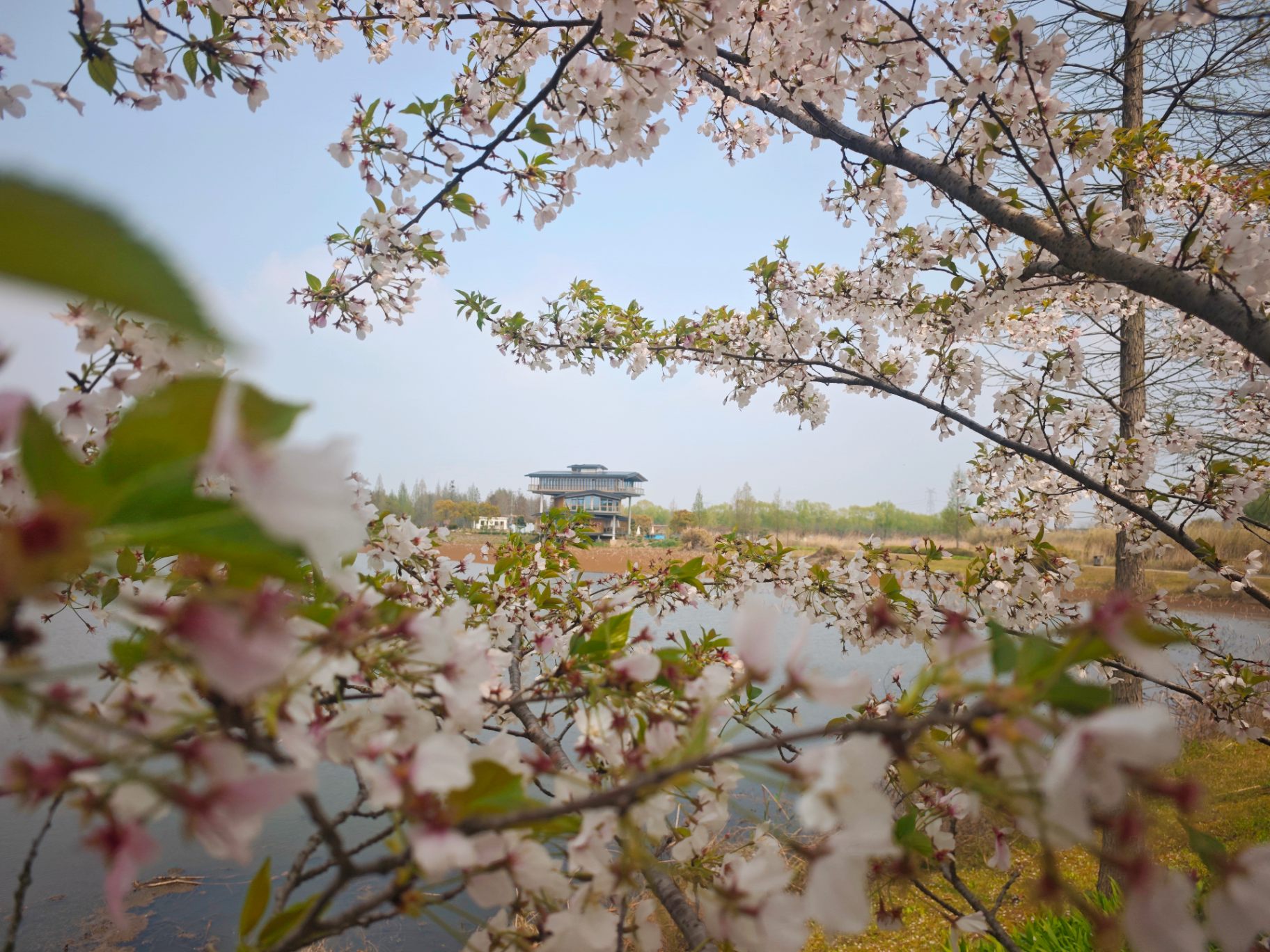 樱花作框，湖光为景 · 2026.04 · 赏樱